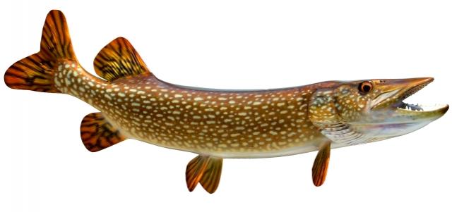 Northern Pike Mounts