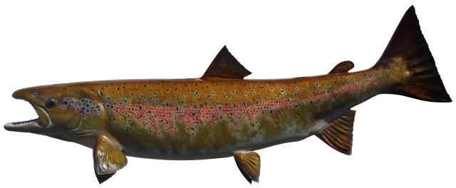 Atlantic Salmon