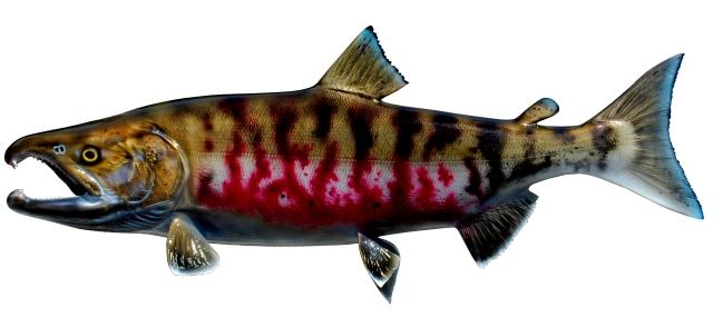 Chum Salmon