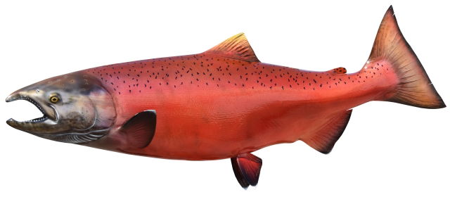 King Salmon