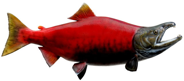 Sockeye Salomn