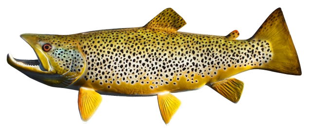 Brown Trout