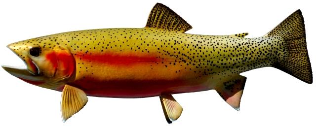 Cutthroat Trout