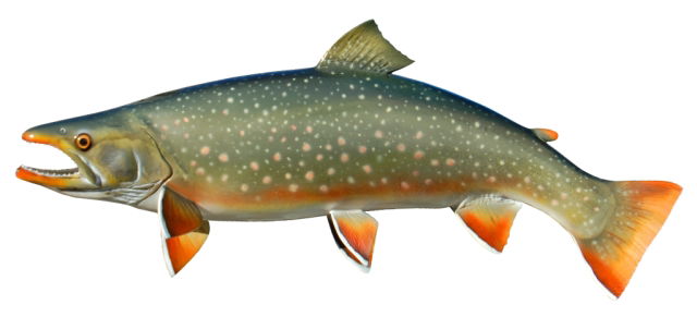 Dolly Varden Trout