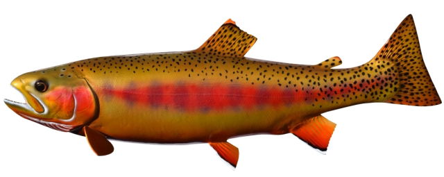 Golden Trout