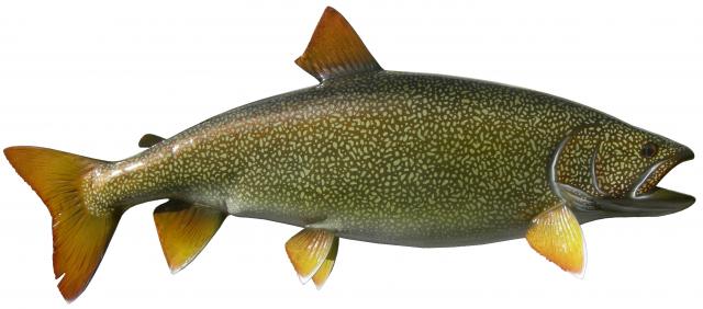 Lake Trout