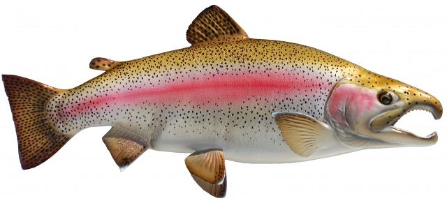 Rainbow Trout