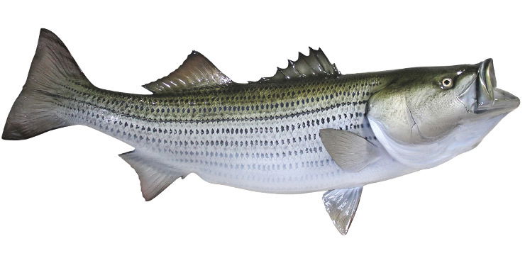 Striped Bass