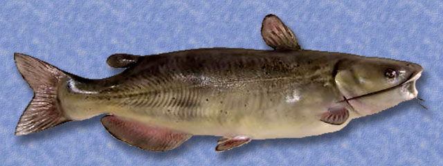 Channel Catfish