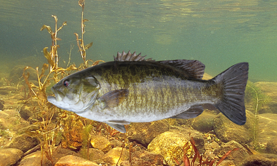 Smallmouth Bass