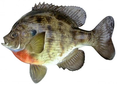 Bluegill