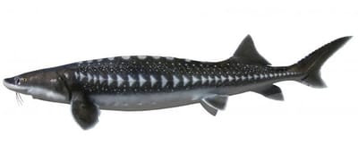 Sturgeon,White