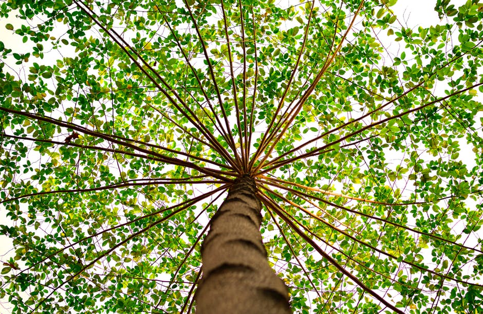 Essential Tips for Hiring the Best Tree Removal Company