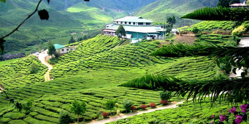 كاميرون هايلاند Cameron Highlands