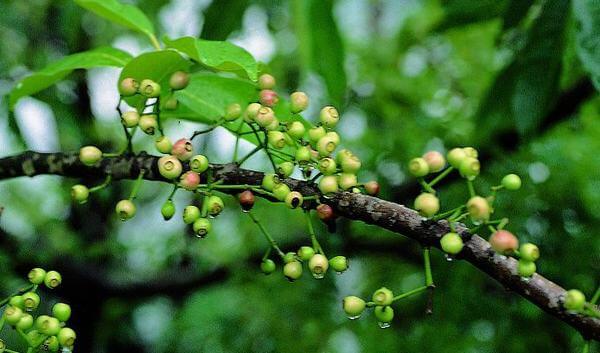 Dấu hiệu nhận biết quý ông bị 'yếu pin'