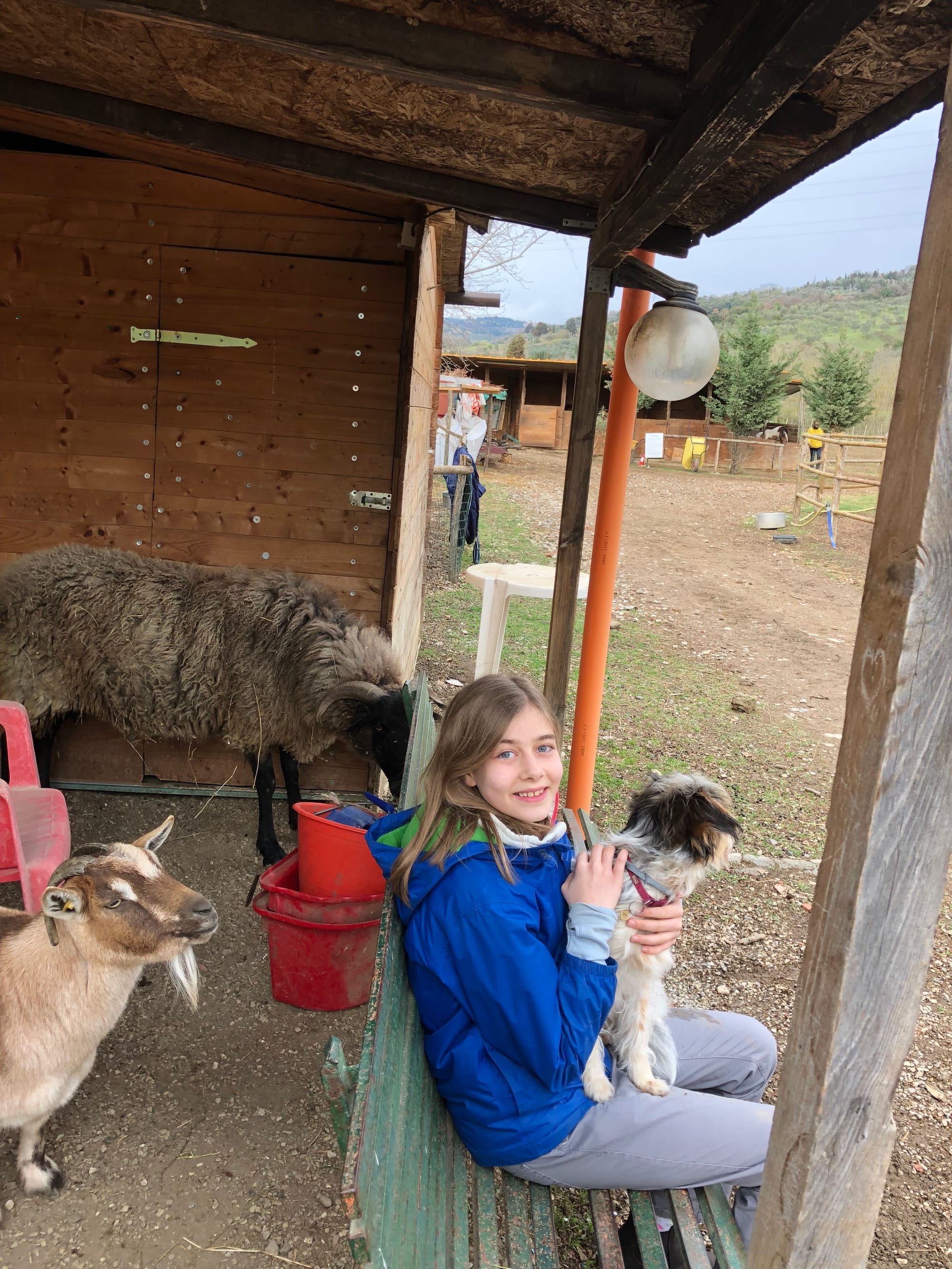 More horses, chickens, goats, sheep, dogs at La Valle Equitazione!