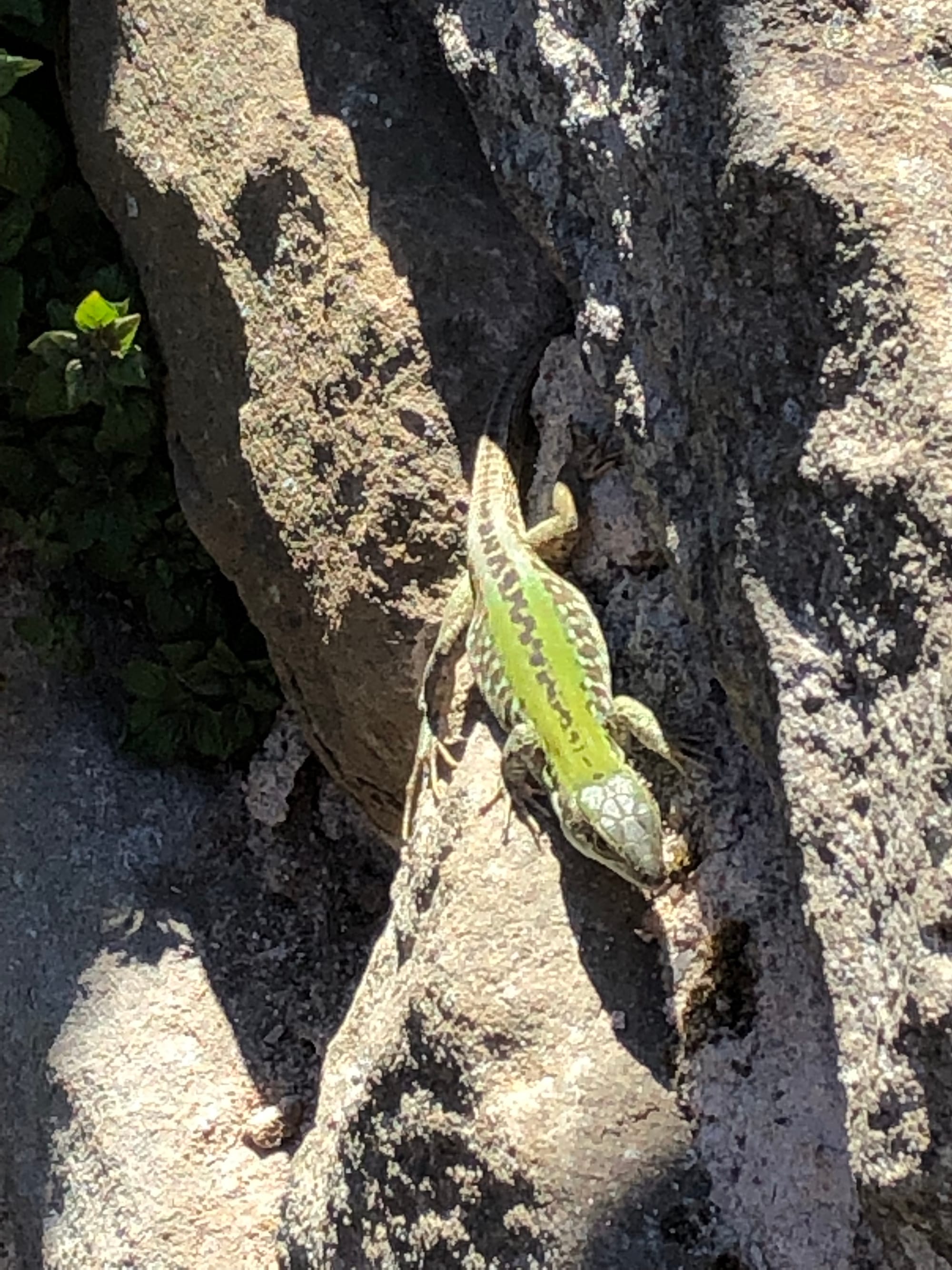 These sweet little green lizards are everywhere. Moss got this shot
