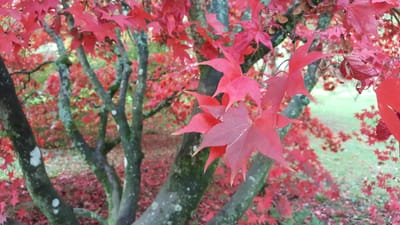 What happens at the initial appointment image