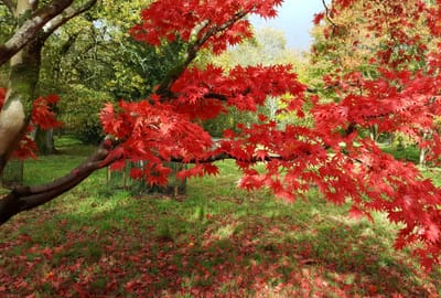 Individual Counselling and Psychotherapy image