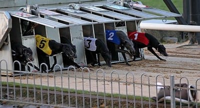 การแข่ง Greyhound ในตอนเช้าถูกนำไปใช้กับไอร์แลนด์