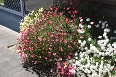 Spring in New Zealand