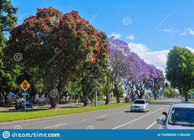 Entering our fifth year in NZ.