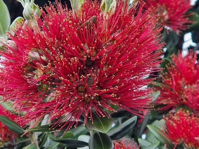 Christmas in Marlborough