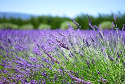 Prevenção Natural | Plantas Medicinais