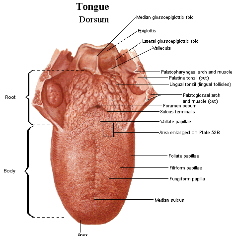 TONGUE ACTIVITY