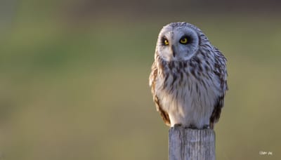 description du Hibou des marais image