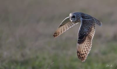 description du Hibou des marais image