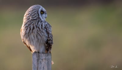 description du Hibou des marais image