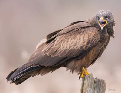 description du Milan noir  image