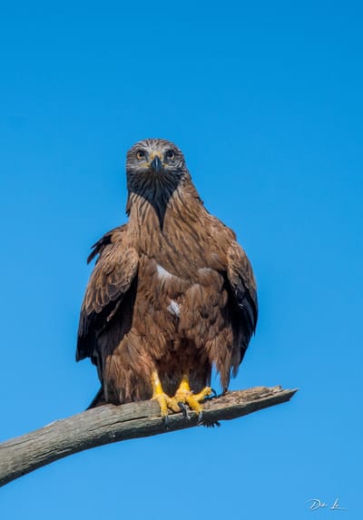description du Milan noir  image
