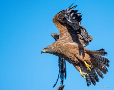 description du Milan noir  image