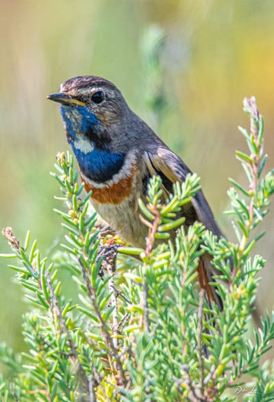 Description de la Gorgebleue à miroir image