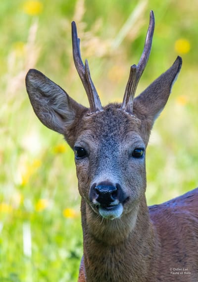 Description du chevreuil  image