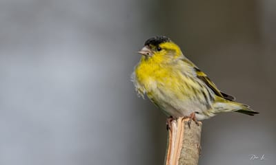 Description du Tarin des Aulnes image