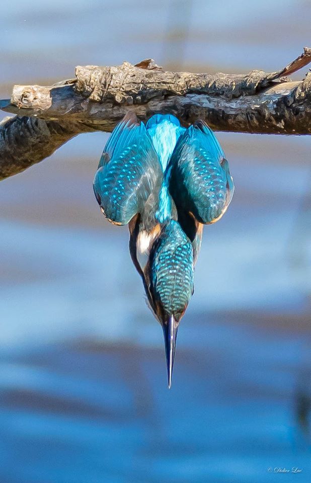 description du  Martin pêcheur  image