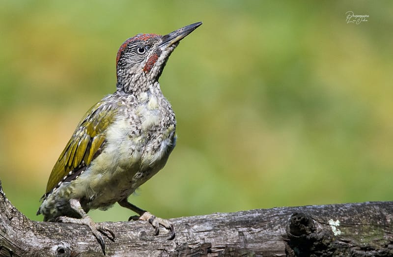 Description du Pic vert image