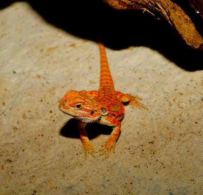 Best Reptile care image