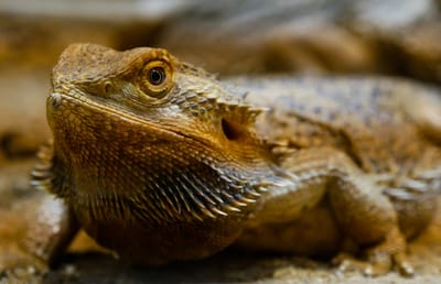 Best Reptile care image