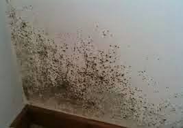 تأثير الرطوبة على المباني image