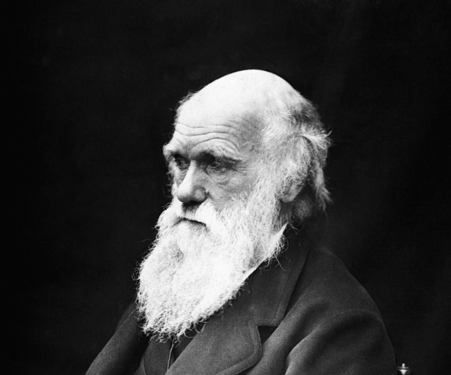 A brief outline of Darwinian Historical Materialism