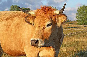 selection de viandes d&#039;exceptions image