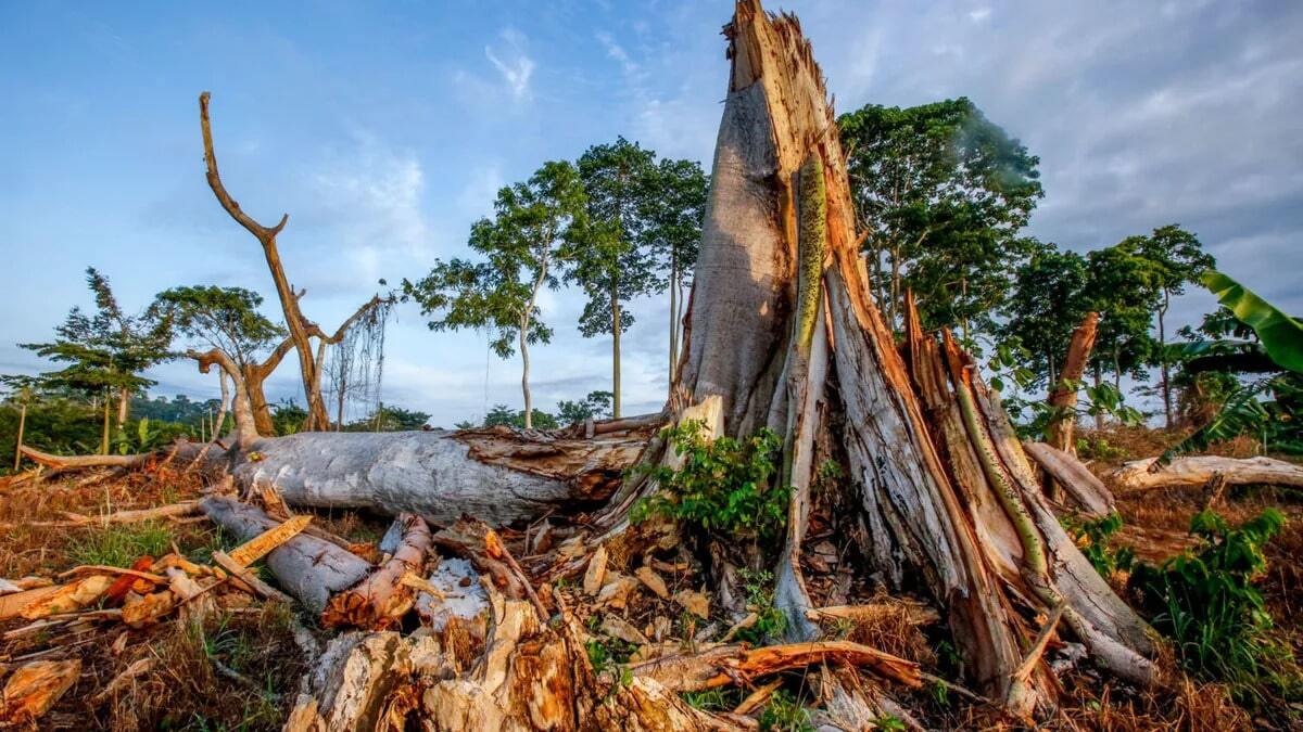 ENVIRONMENTAL DEGRADATION AND ITS PERSTIMISTIC EFFECT IN SOME  AFRICAN COUNTRIES