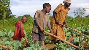 Ugandans suffering from climatic change which has affected the yield of Farmers: Leadership plead for food supply from USA Aid and United  Nation(UN).