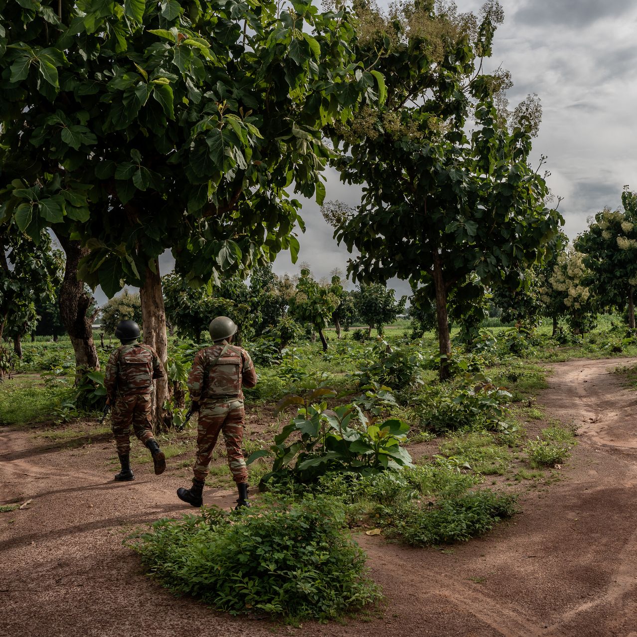 Militants Stylishly Take Cover Amid Elephants, Lions in West Africa’s National Parks