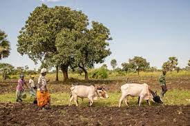 Boosting agricultural productivity in a race to cushion Africa from growing food shortages exacerbated by an unexpected climate change Battle. 