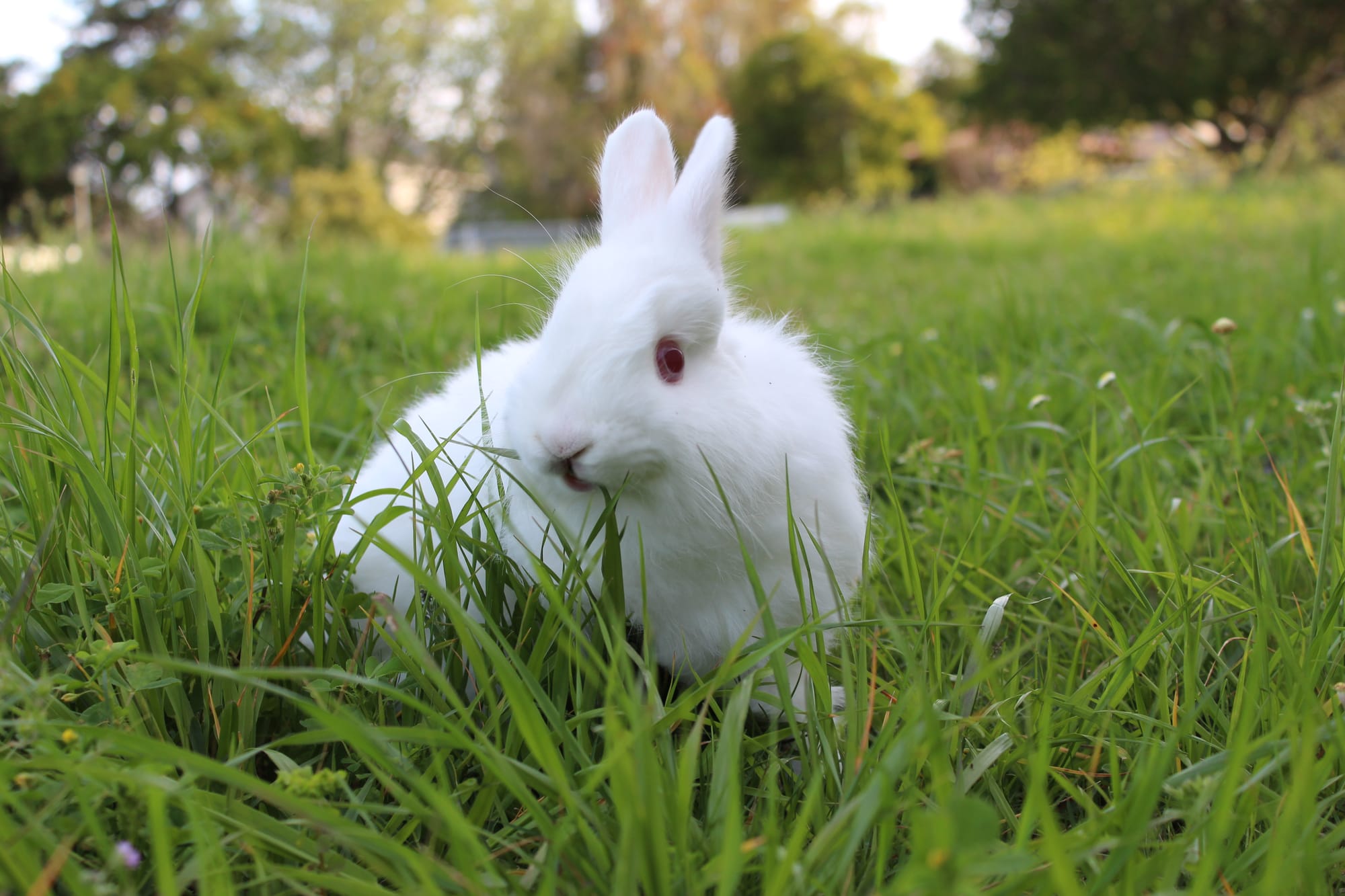 Rabbits And Kids